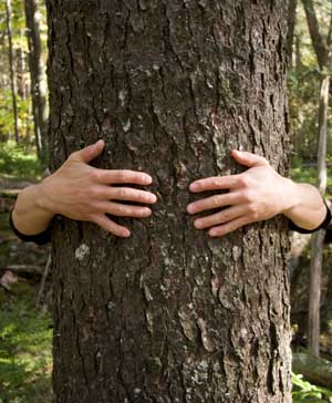 Charleston South Carolina Homes - Let's Hug a Tree
